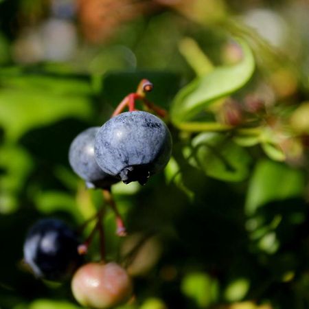 Dom Na Wodzie Mazury Villa Dzwierzuty Eksteriør billede